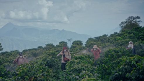 Campesinos en hileras de plantación dentro de una finca en región montañosa.